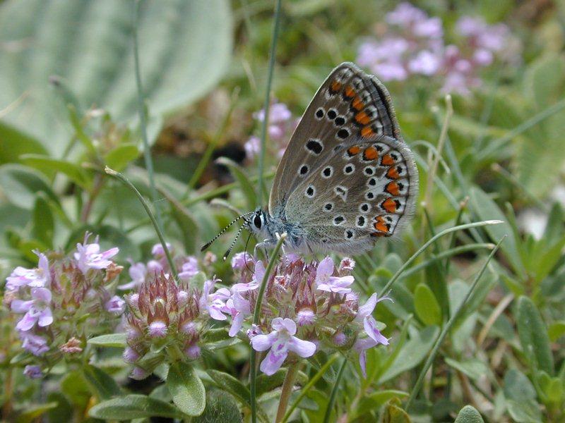 Dscn0167-Unidentified Butterfly-by Erich Mangl.jpg