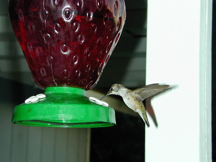 Dscn0433-Hummingbird-unidentified.jpg