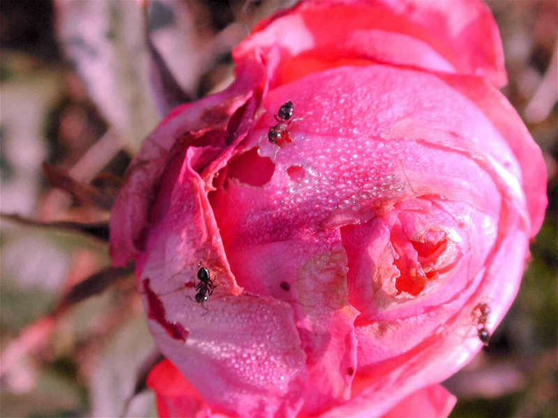 Dscn0587-Formicidae-Ants on rose-by Tom Black.jpg
