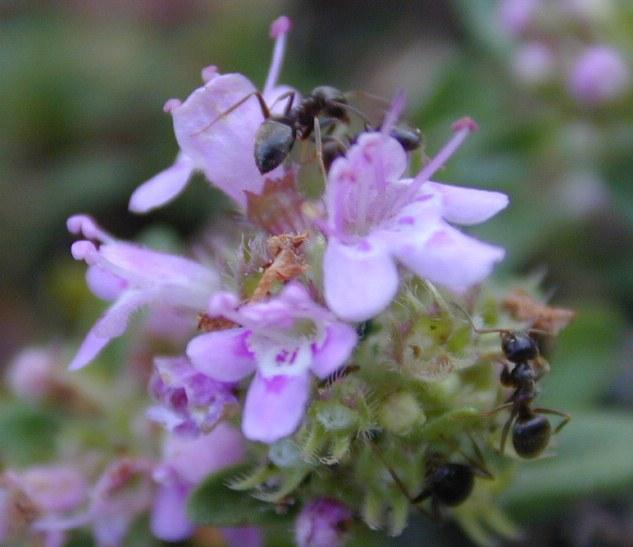Dscn0878-Formicidae-Worker Ants-by Erich Mangl.jpg