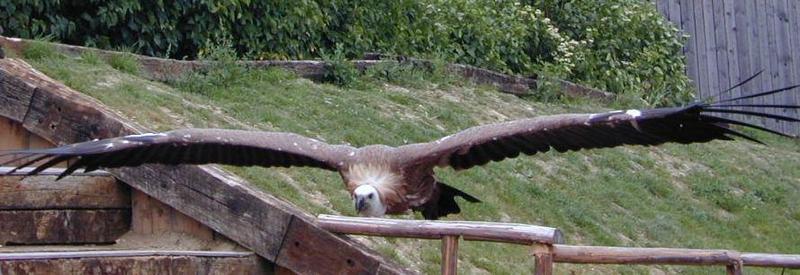 Dscn1784-Griffon Vulture-by Erich Mangl.jpg