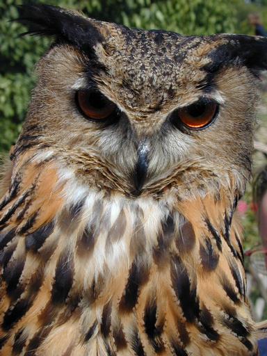 Dscn2319-Eurasian Eagle Owl-by Erich Mangl.jpg