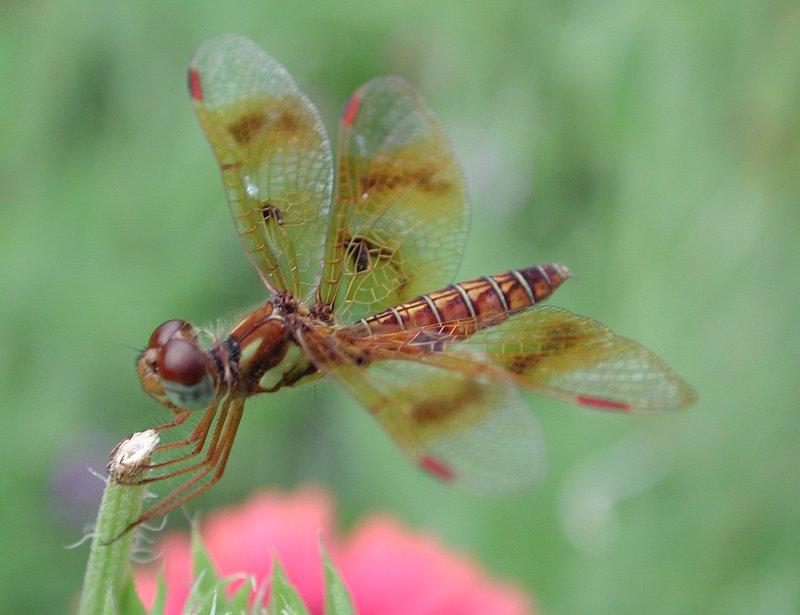 Dscn2445b-Dragonfly-by Steven Spach.jpg