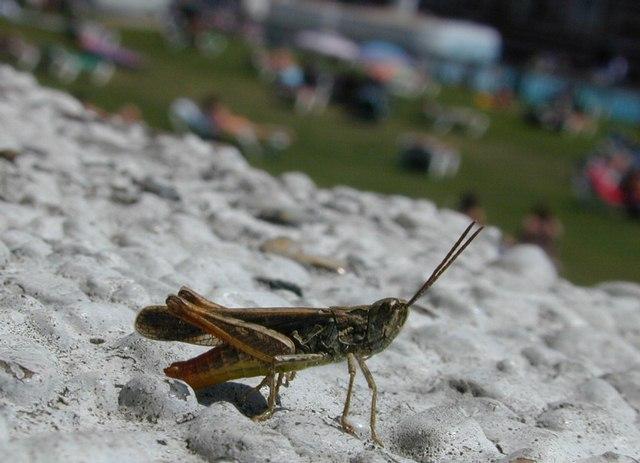 Dscn2576-Grasshopper-by Erich Mangl.jpg