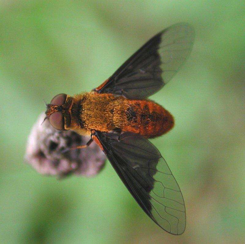 Dscn2753a-Tachina Fly-by Steven Spach.jpg