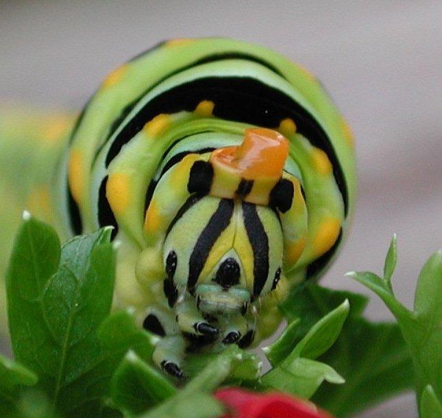 Dscn2985-Anise Swallowtail Caterpillar-by Steven Spach.jpg