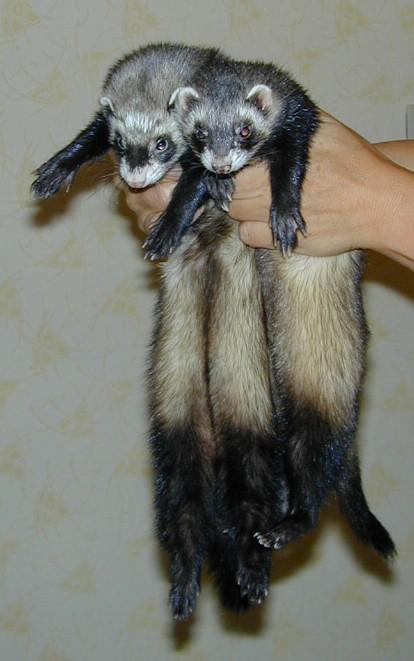 Dscn3035-Domestic Ferrets-by Erich Mangl.jpg