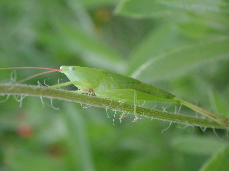 Dscn3116-Conehead Katydid-by Steven Spach.jpg