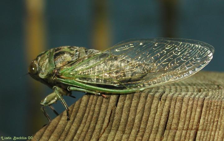 Dscn3119-Cicada-by Linda Bucklin.jpg
