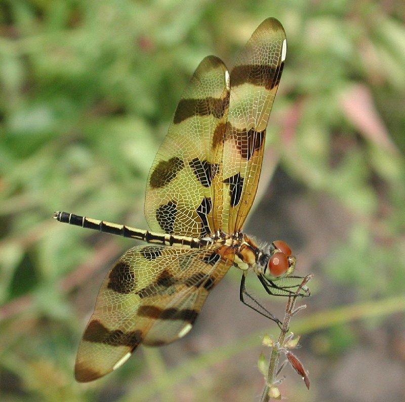 Dscn3407-Dragonfly-by Steven Spach.jpg