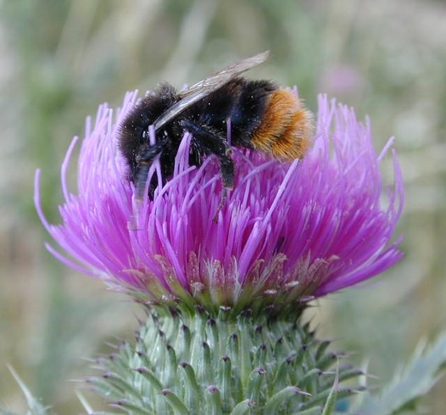Dscn3705-Bumblebee on thistle-by Erich Mangl.jpg