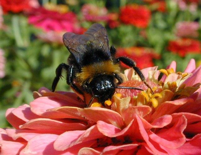 Dscn3745-Bumblebee on flower-by Erich Mangl.jpg