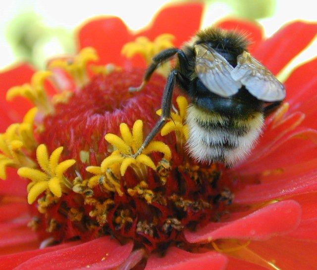 Dscn3747-Bumblebee on flower-by Erich Mangl.jpg