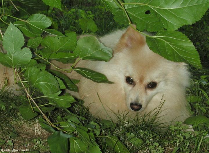 Dscn4443-Tucker-Pomeranian Dog-by Linda Bucklin.jpg