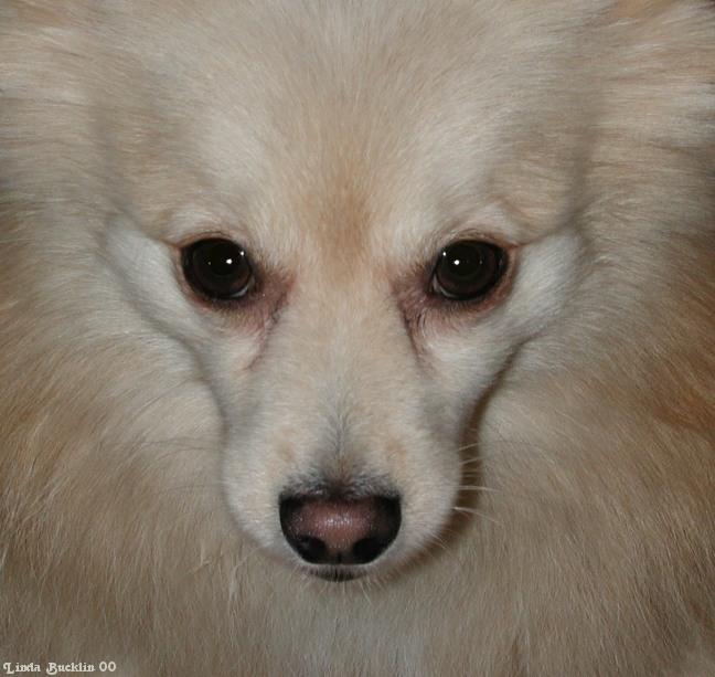 Dscn6470-Tucker-Pomeranian Dog-by Linda Bucklin.jpg