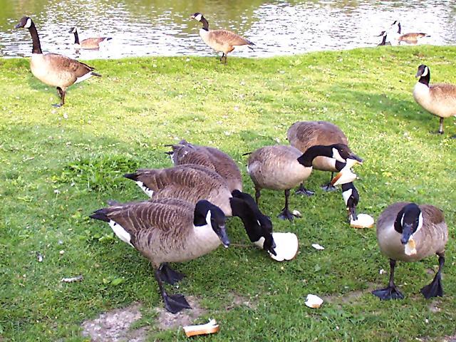 Ducks1-5-16-00-Canada Goose geese-by Ken Mezger.jpg
