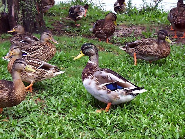 Ducks1-Mallard Ducks-on grass-by Ken Mezger.jpg
