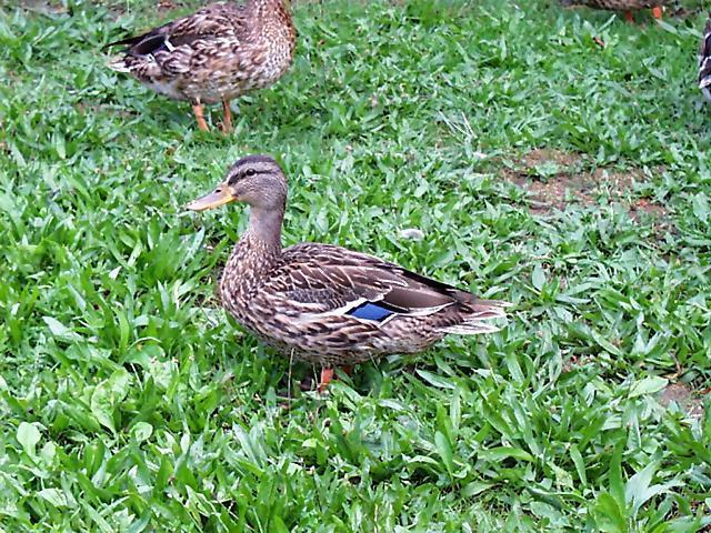 Ducks2-Mallard Ducks-on grass-by Ken Mezger.jpg