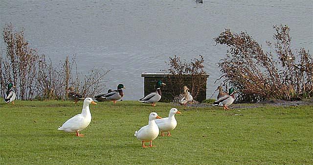 Ducks2-Mallards and Domestic Ducks-by Tony Heyman.jpg
