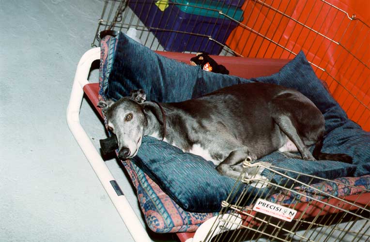 Dylan-Greyhound-by Shirley Curtis.jpg