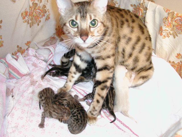 EPSN0002-Bengal House Cats-mom and newborn kittens-by Jukka Jarnberg.jpg