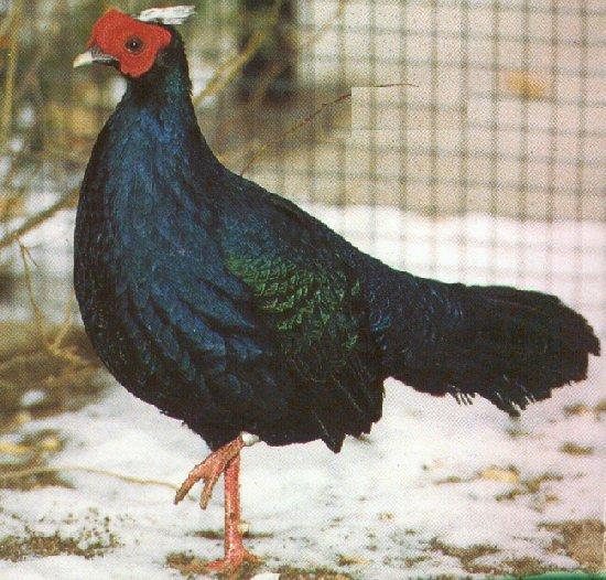 Edwards pheasant-standing on snow in cage-by Dan Cowell.jpg