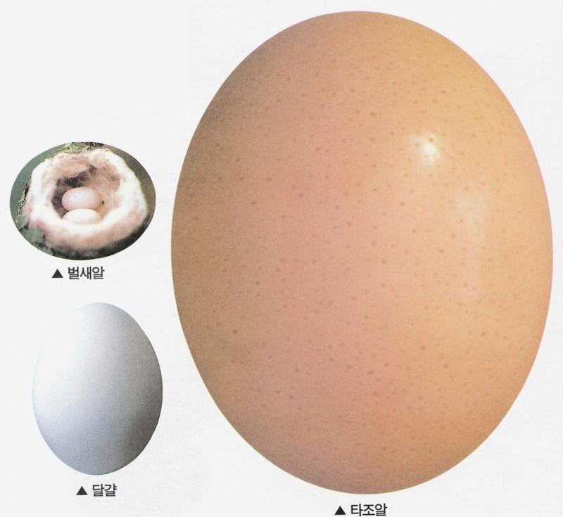 Eggs J01-Hummingbird-Domestic Chicken-and-Ostrich eggs.jpg