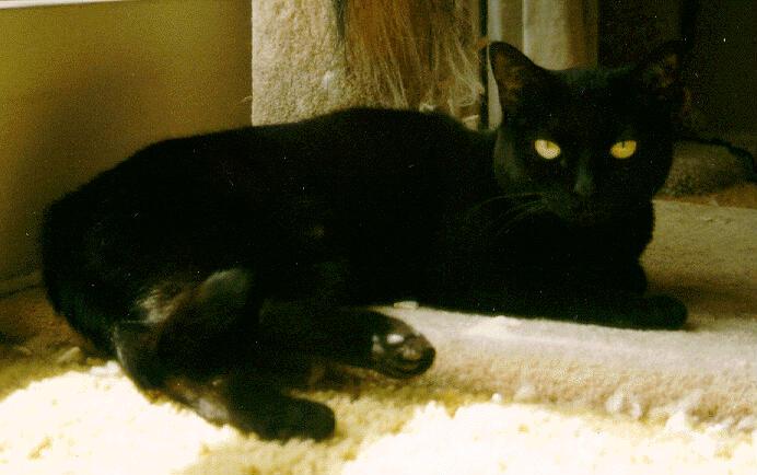 Elvira1a-Black House Cat-by Cyberella.jpg