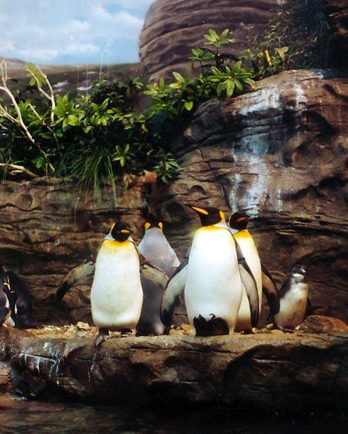 Emperor penguins-by Denise McQuillen.jpg