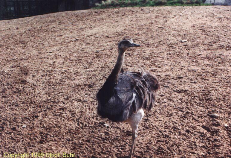 Emu-Greater Rhea.jpg