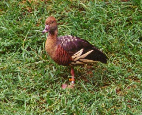 Eytons td2-Plumed whistling duck-standing on grass-by Dan Cowell.jpg