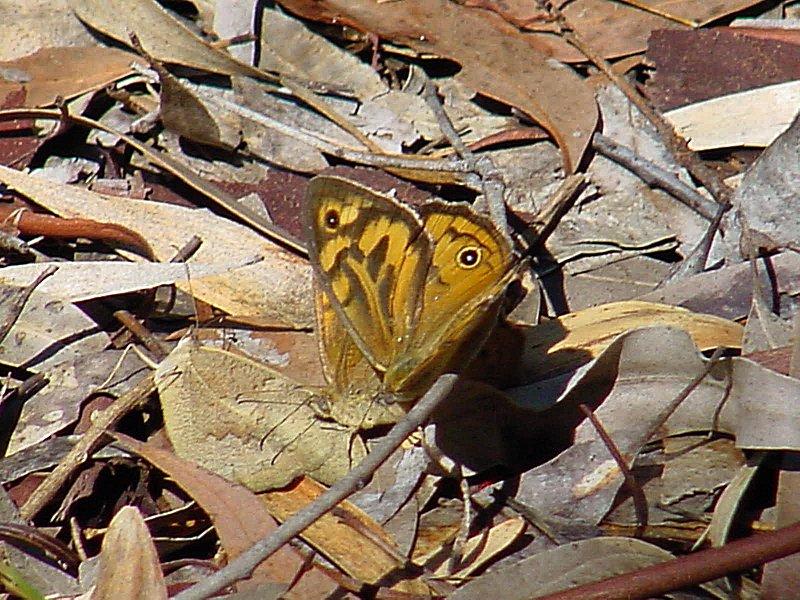 FD95-00013-Australian Butterfly-by Les Thurbon.jpg