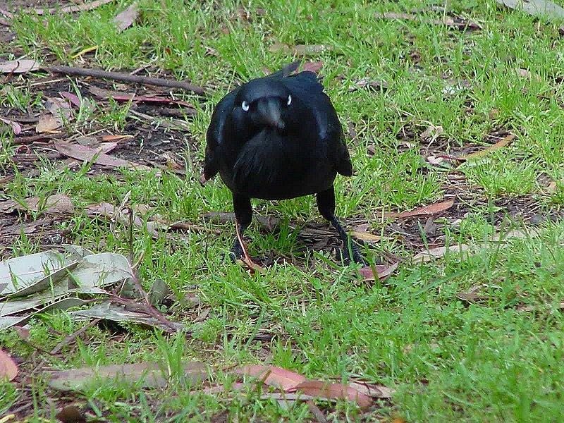 FD95S1-043-Australian Raven-by Les Thurbon.jpg