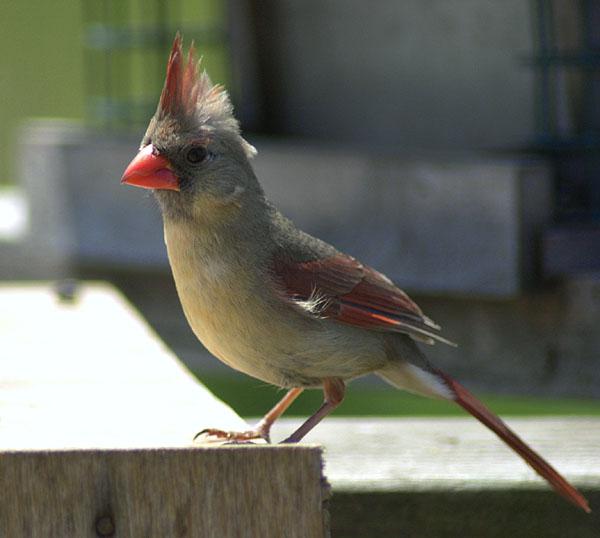 Female Northern cardinal 1-by Tom Black.jpg