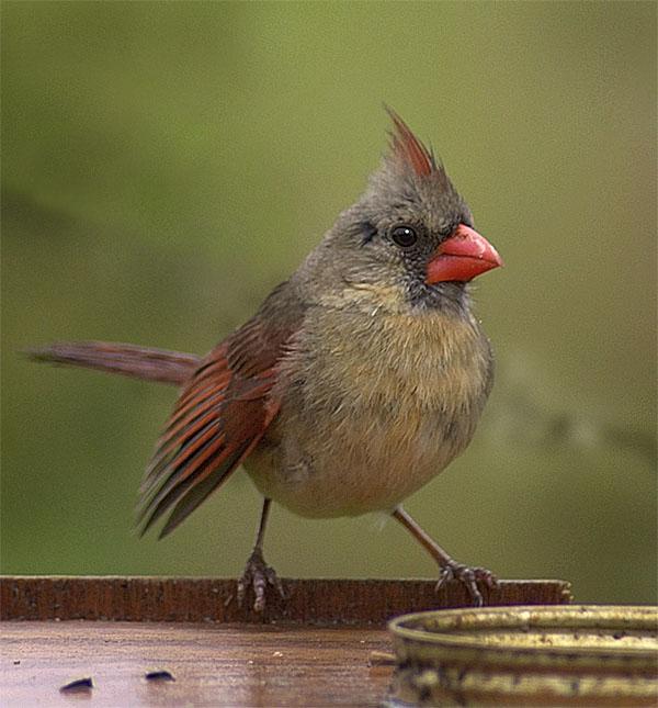Female Northern cardinal 2-by Tom Black.jpg