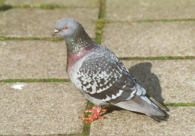 Feral pigeon3-by MKramer.jpg