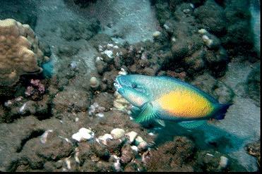 Fish003-Parrotfish-on reef.jpg
