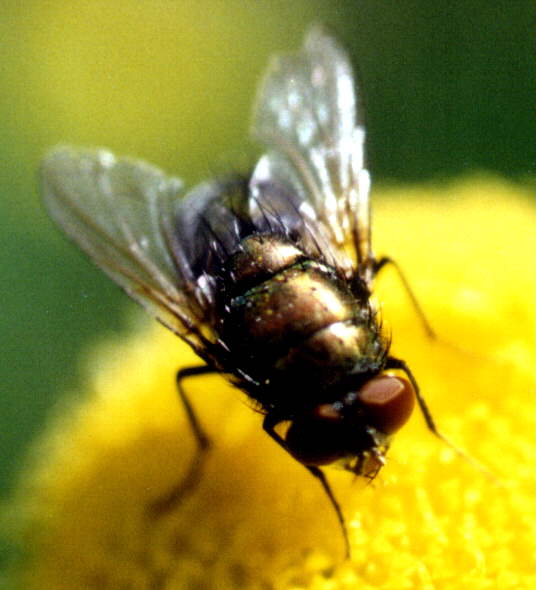 Flyclose-Common house fly closeup-by Juan at Tifny.jpg