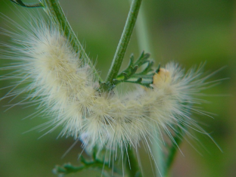 Furry CaterpillarPlainLowRes-by Gerry Mantha.jpg