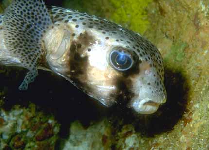 Galapagos Fish 06-Spot-fin Porcupinefish-face closeup.jpg