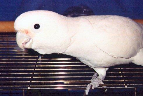 Goffins cockatoo-closeup-in cage-by Dan Cowell.jpg