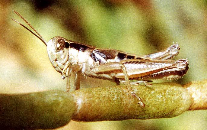 Grasshopper1-by Roger Hall.jpg