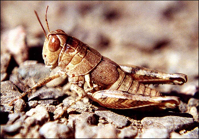 Grasshopper2-by Roger Hall.jpg