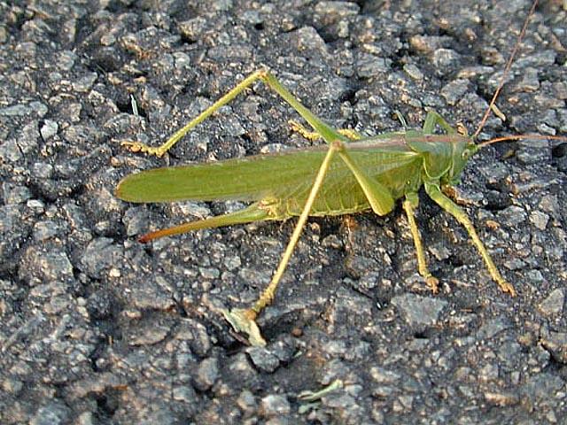 Grasshopper 2-by Tony Heyman.jpg