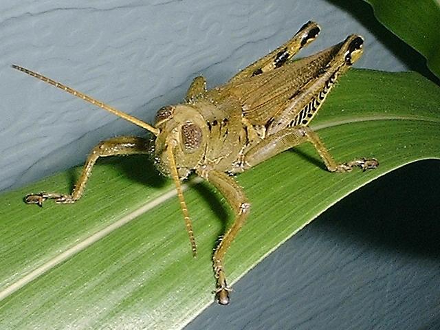 Grasshopper Dscf3412-S-by John Huddleston.jpg