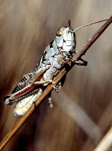 Grasshopper on stem vertical v2-by Roger Hall.jpg