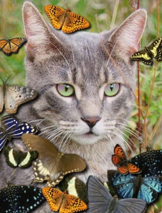 Gray House Cat Face-14Butterflys-by Linda Bucklin.jpg