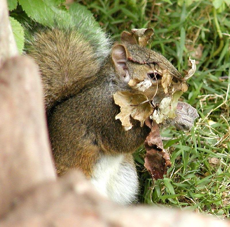 Gray squirrelleavesonface-by Denise McQuillen.jpg