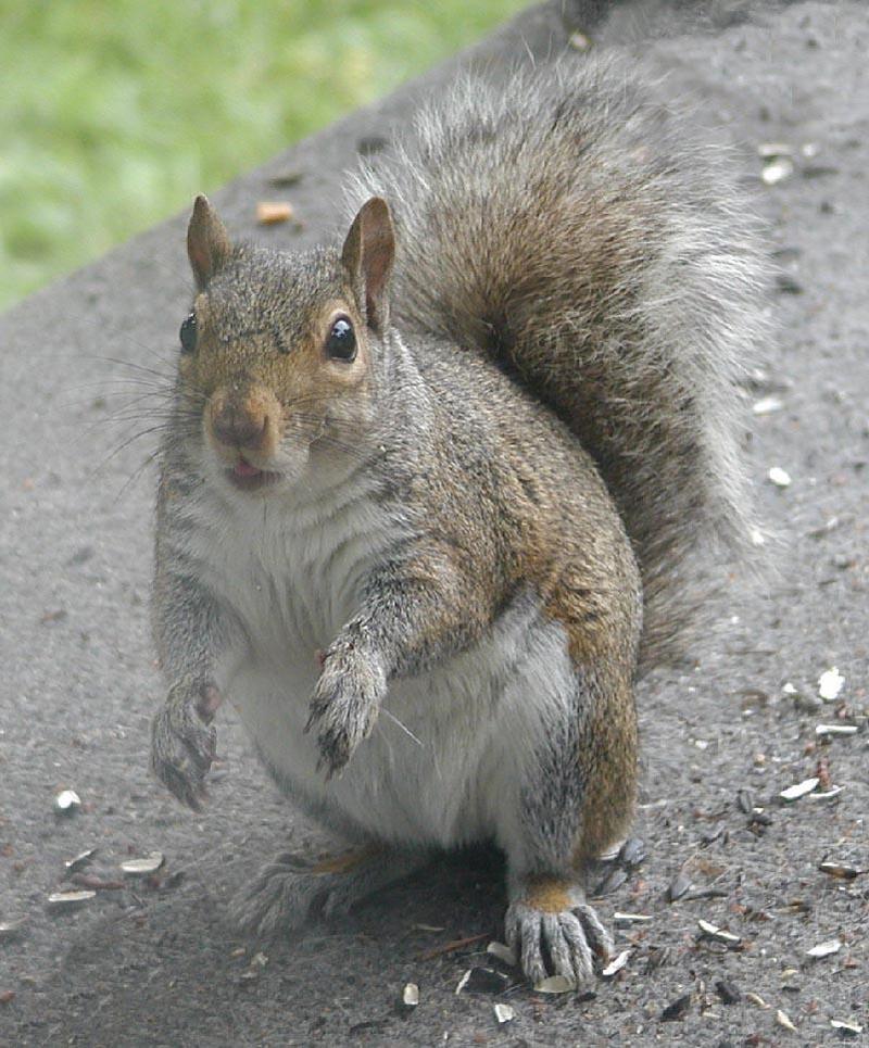 Gray squirrellookinatme-by Denise McQuillen.jpg