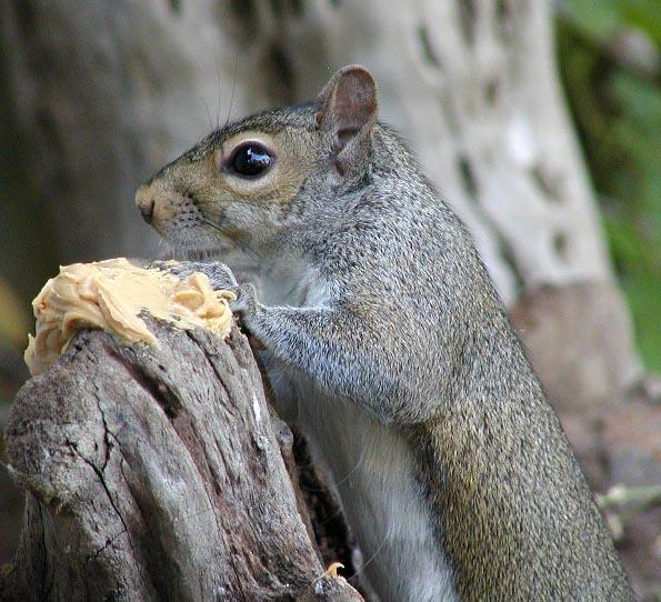 Gray squirrelpb2-by Denise McQuillen.jpg